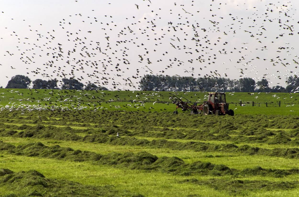 Zwerm over het weiland